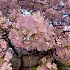 桜が咲いて来ましたね