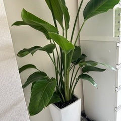 【ネット決済】生活雑貨 家庭用品 ガーデニング 観葉植物