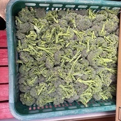 ブロッコリー🥦