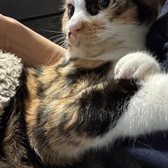 穏やかすぎる♡初心者様でも飼いやすいミケちゃん(決まりました) - 大阪市