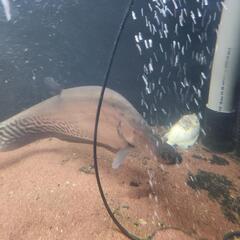 ロイヤルナイフフィッシュ60センチ以上