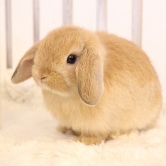 うさぎ🐇を診察してくれる動物病院教えて下さい‼️の画像