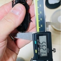 【ネット決済・配送可】能勢SRオオクワガタ【56.2mm】♀単品