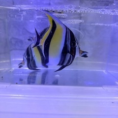 海水魚#13