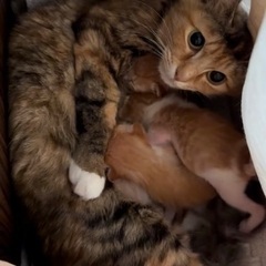 生後10日の子猫4匹を保護しました - 猫