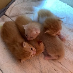 生後10日の子猫4匹を保護しました − 山口県