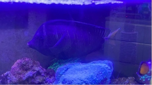 海水魚