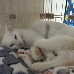 人懐っこい白猫さん − 愛知県