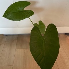 クワズイモ　トップカット　観葉植物