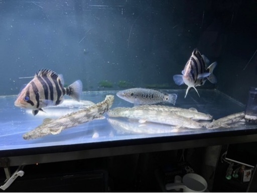 熱帯魚🐟買取先探してます。※必ず説明文読んでください！