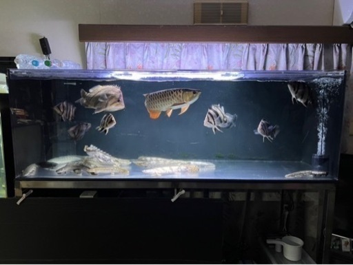 熱帯魚買取先探してます。※必ず説明文読んでください！