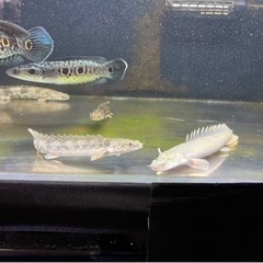 熱帯魚? 買取先探してます。※必ず説明文読んでください！