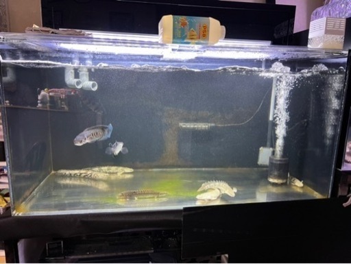 熱帯魚 買取先探してます。※必ず説明文読んでください！