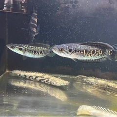 熱帯魚? 買取先探してます。※必ず説明文読んでください！