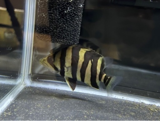 ダトニオ