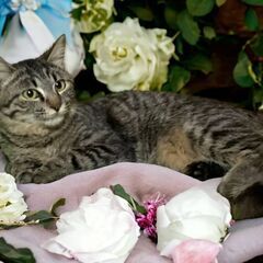 3月17日（日）🩷🌸🩷三鷹で猫の譲渡会🌺🌴🌺キジトラ男の子生後8ヶ月短毛豪華の画像