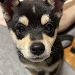 小ぶりで整っています　マメ　オス１ヶ月半 - 犬