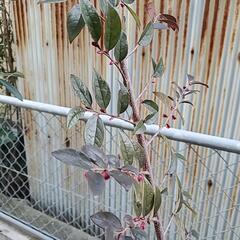 トキワマンサク？　庭木　ピンクの花