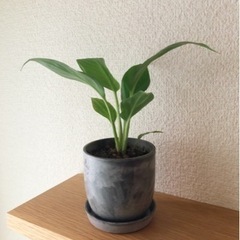 観葉植物　スパティフィラム(13)　17cm　おしゃれな2号の鉢...
