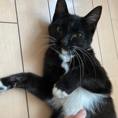 黒白の人懐っこい子猫の里親さんを募集しています。