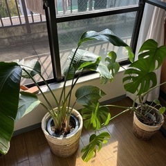 観葉植物／オーガスタ&ヒメモンステラ