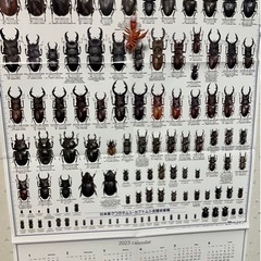昆虫雑誌カレンダー　　