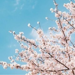 3/31(日)100名お花見😊🌸🍡お友達作り🌸🍡🍵🐈