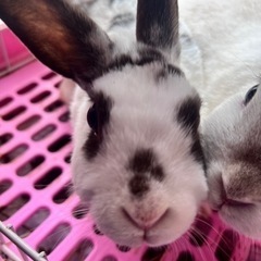 ウサギのメス3歳 - 川崎市