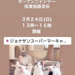 🌻🌷猫さんの譲渡会に参加します🌷🌻