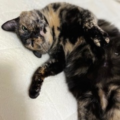 【譲渡確定しました】サビ猫の女の子 − 福岡県