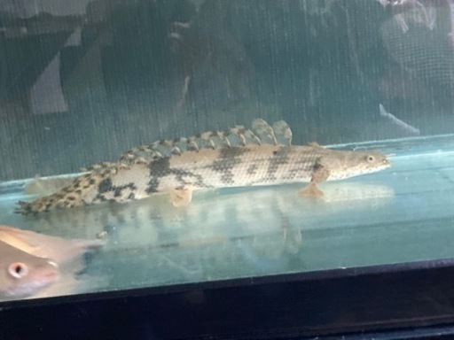 熱帯魚　エンドリケリーロングフィン