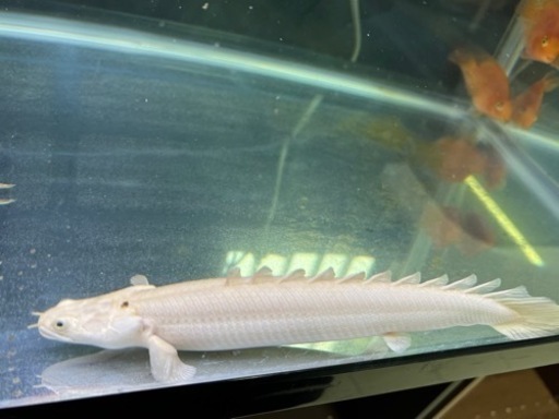 熱帯魚　プラチナエンドリケリー