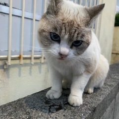 迷い猫らしき猫ちゃん - 宜野湾市
