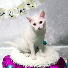 3月17日（日）🩷🌸🩷三鷹で猫の譲渡会🌺🌴🌺白猫　女の子　生後8ヶ月　よくなれています。の画像