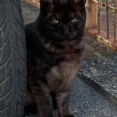 珍しいブラックスモーク柄の子🌟 - 猫