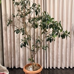 【美品】品川区観葉植物フランスゴムの木