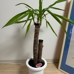 ⭐︎決まりました⭐︎ユッカ　青年の樹　観葉植物　