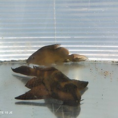 【70%off&配達無料！】超格安　水槽セット　おまけ多数 ★アクリル水槽 1200✕445✕450