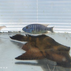 【70%off&配達無料！】超格安　水槽セット　おまけ多数 ★アクリル水槽 1200✕445✕450