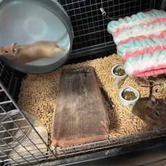 デグー飼いの方と友達になりたい🐭♡