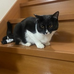 1歳の白黒オスの子猫（トライアル中）の画像