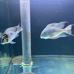 ダトニオプラスワン。ゲオファガス・スヴェニ。。