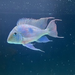 ダトニオプラスワン 最終値下げ