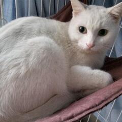 虐待から救った美しい白猫の画像