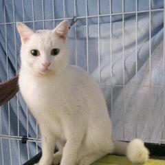 虐待から救った美しい白猫 - 猫