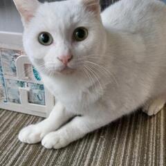 虐待から救った美しい白猫 − 大阪府