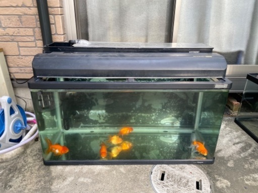 900 水槽　金魚　値下げ