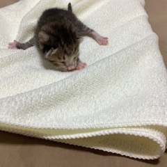 産まれたて子猫②