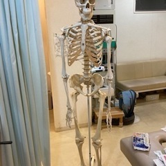 整骨院の骨模型