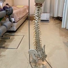 整骨院の骨模型
